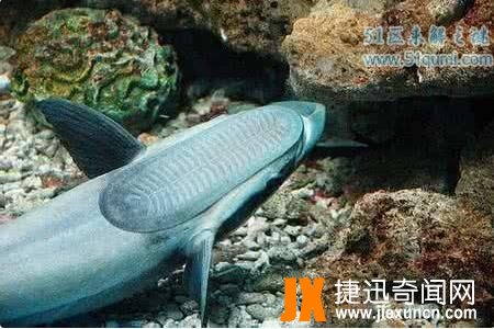 吸盘鱼：世界上最恶心的鱼，吸盘鱼能吃吗?