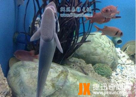 吸盘鱼：世界上最恶心的鱼，吸盘鱼能吃吗?
