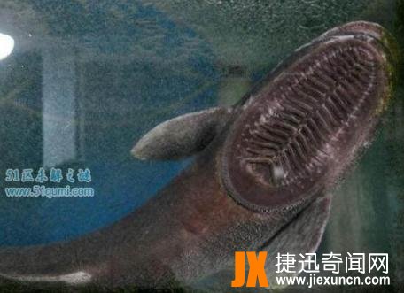 吸盘鱼：世界上最恶心的鱼，吸盘鱼能吃吗?