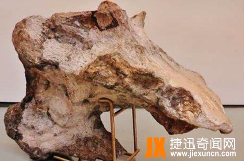 皮尔逊龙