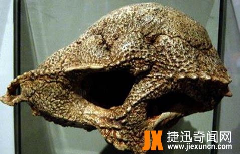 倾头龙