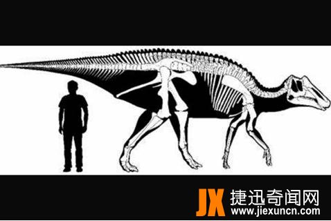 原栉龙