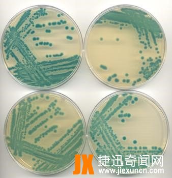 冰箱细菌：耶尔辛氏菌