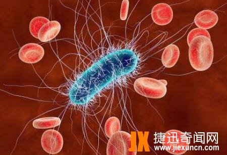 冰箱细菌：大肠杆菌