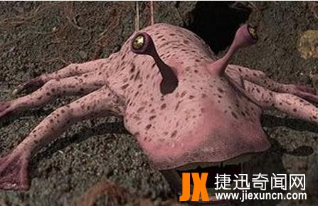 对于外星生物的构想
