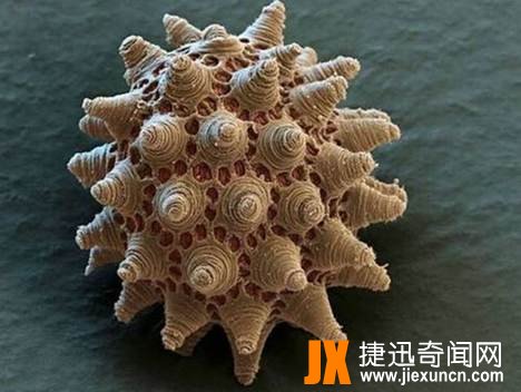 生命力最强的缓步动物