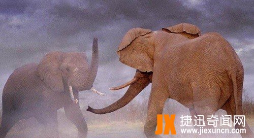 世界上最重的动物排行榜_WWW.66152.COM