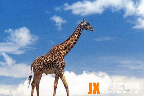 世界上最重的动物排行榜 