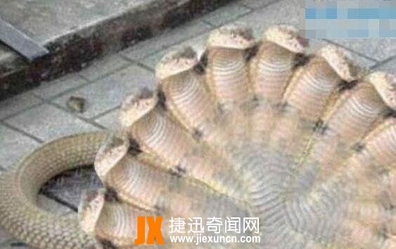 100个头蛇图片