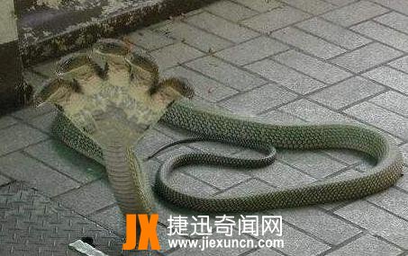 100个头蛇图片