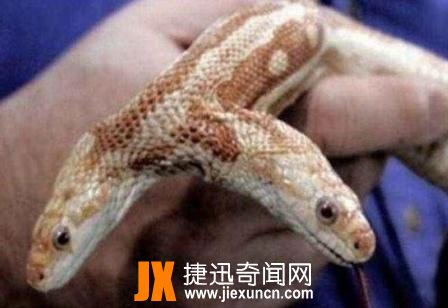 100个头蛇图片