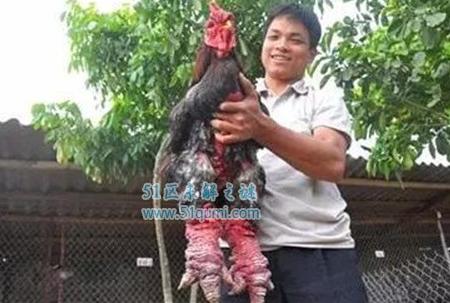 越南东涛鸡 鸡爪和人手臂一样大