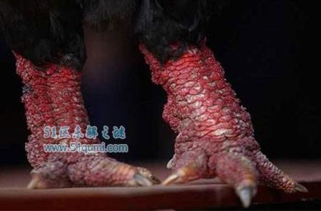越南东涛鸡 鸡爪和人手臂一样大