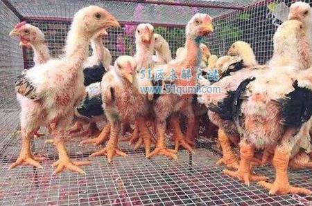 越南东涛鸡 鸡爪和人手臂一样大