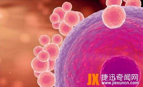 人体最大的细胞，女性卵细胞200微米(肉眼能看见)