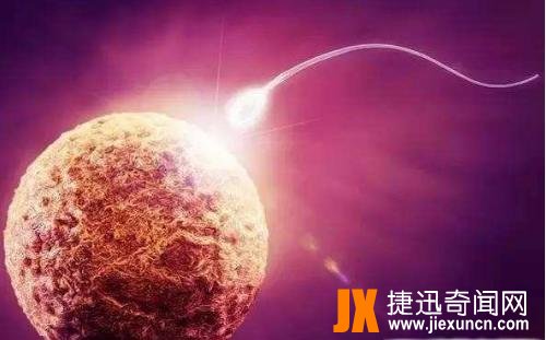 人体最大的细胞，女性卵细胞200微米(肉眼能看见)