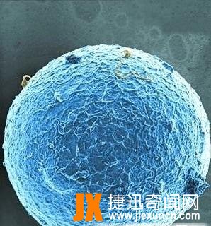 人体最大的细胞，女性卵细胞200微米(肉眼能看见)