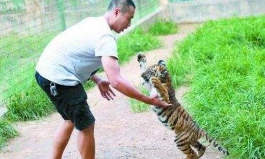 巴里虎
