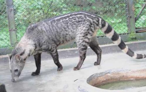 大灵猫