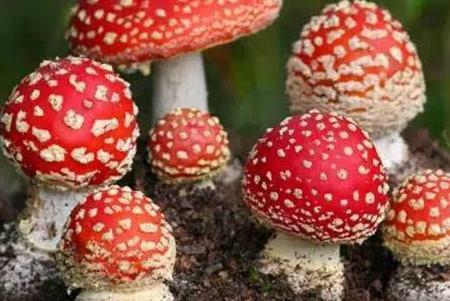 世界十大毒菇:毒蝇伞
