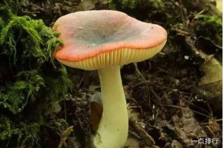 世界十大毒菇:秋生盔孢伞