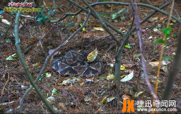 中国27种毒蛇