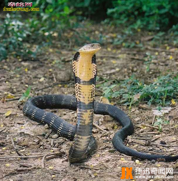中国27种毒蛇