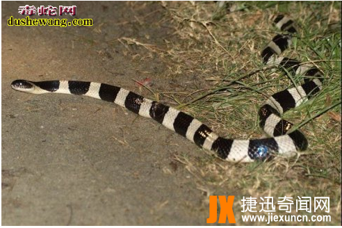 中国27种毒蛇