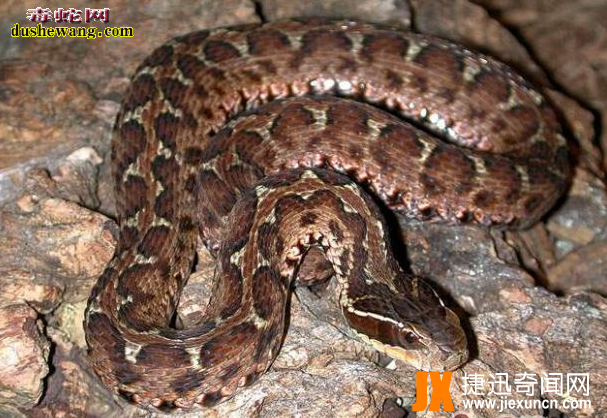 中国27种毒蛇