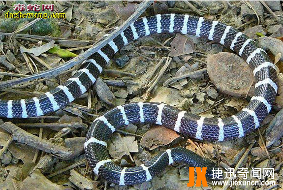 中国27种毒蛇