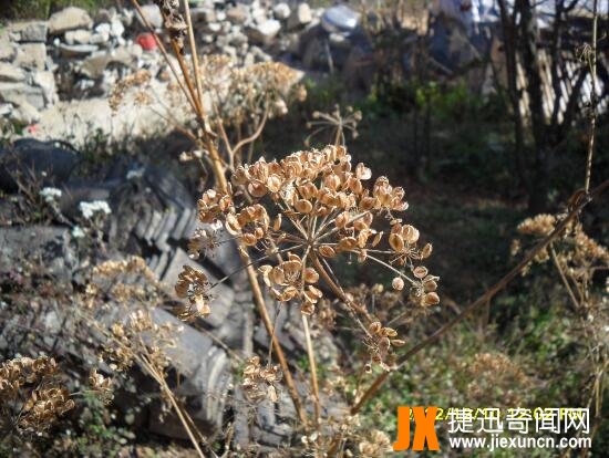 蛇床子图片12