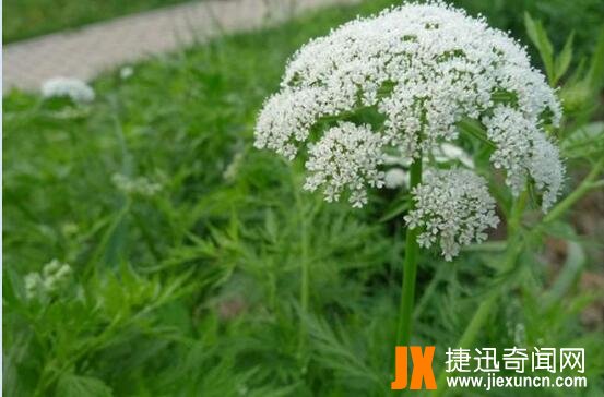 蛇床子图片5