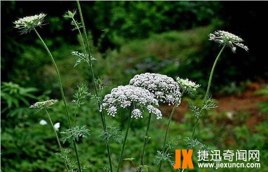 蛇床子图片9