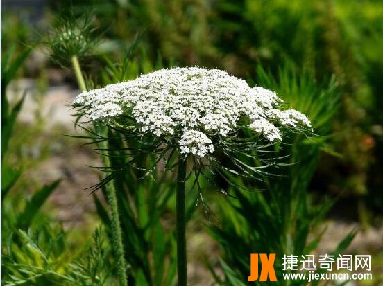 蛇床子图片7