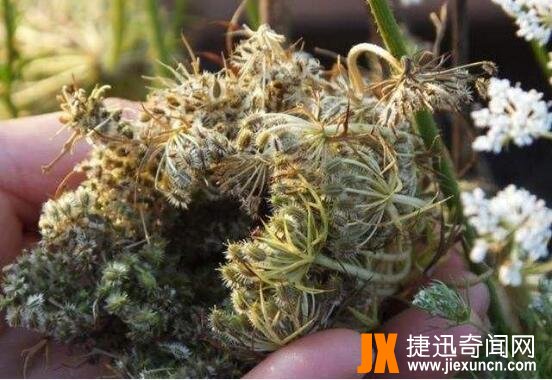 蛇床子图片11