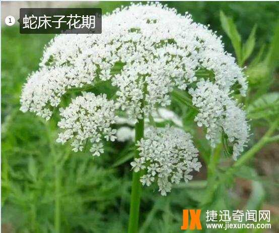蛇床子图片1