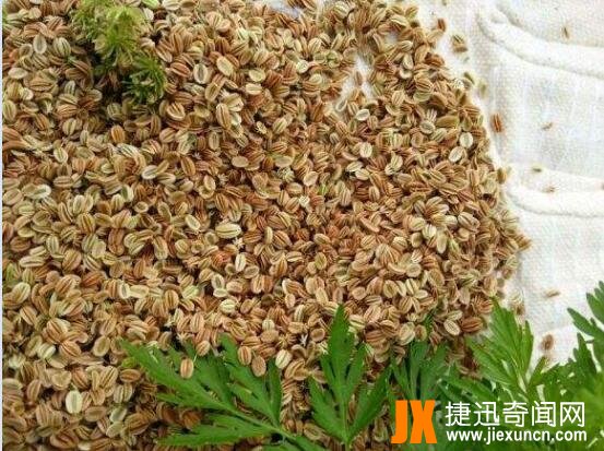 蛇床子图片10
