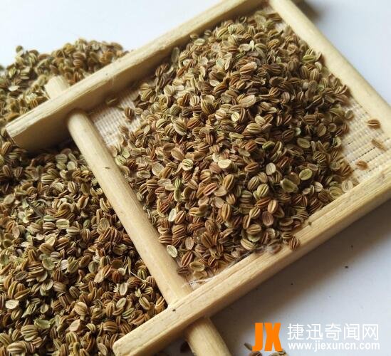 蛇床子图片8