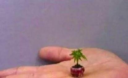 世界上最矮的树是什么树 矮柳（貌似小草一般节约空间）