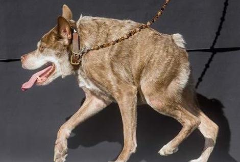 世界上最丑的狗狗卡西莫多犬，没有脖子奇丑无比