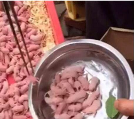 中国十大禁菜名单 炭烤乳羊会一尸两命(人类舌尖上的罪孽)