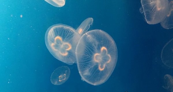 史上最大的海洋动物 有12层楼高（外型漂亮）