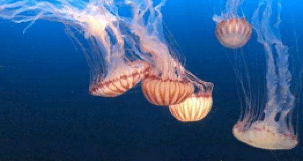 史上最大的海洋动物 有12层楼高（外型漂亮）