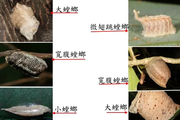 螳螂交配后：“新娘”为何吃掉“新郎官”？  (捷迅奇闻官网 www.jieXuncn.com)