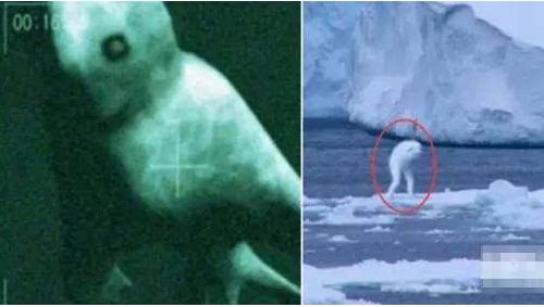 Ningen,南极神秘生物,Ningen真相