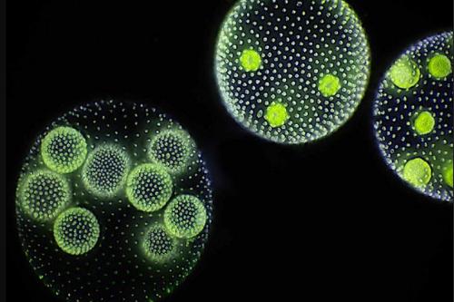 南极冰盖下有啥？科学家钻探20年900米处发现“异星世界”