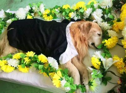 狗狗火化一般多少钱