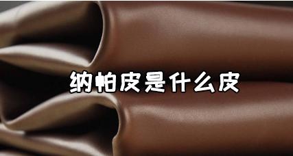 纳帕皮是什么皮
