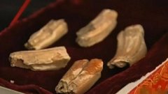 黄河真龙现身（黄河下真有一条蛟龙和老