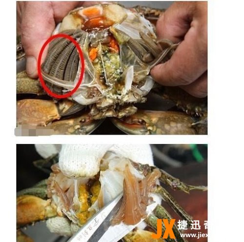 螃蟹哪里不能吃高清图 这四张图片告诉你螃蟹需要清除的部位